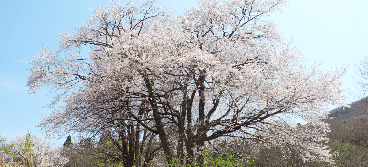 おおやまざくら