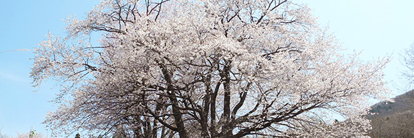 大山桜