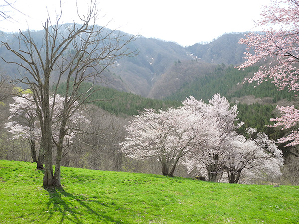 大山桜